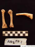 L_V20d5042 A16q197.1 R827 lR ta human bones in q-lot.JPG L_V20d5042 A16q197.1 R827 lR ta human bones in q-lot